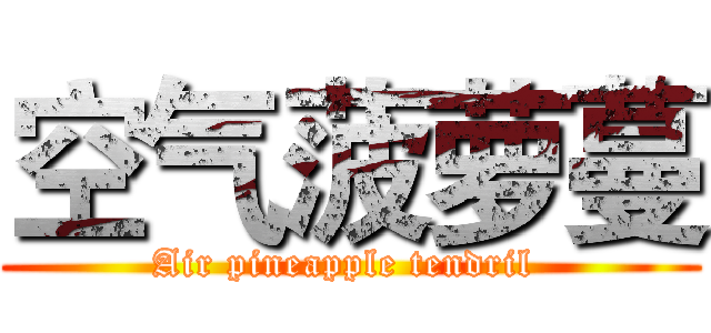 空气菠萝蔓 (Air pineapple tendril )