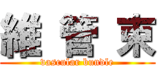 維 管 束 (vascular bundle)