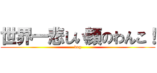 世界一悲しい顔のわんこ！ (dog)