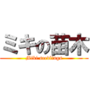 ミキの苗木 (Miki seedlings)