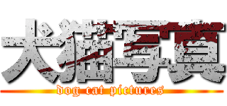 犬猫写真 (dog cat pictures)