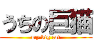 うちの巨猫 (my big cat)