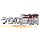 うちの巨猫 (my big cat)