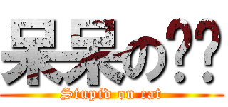 呆呆の傻貓 (Stupid on cat)
