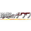 珍撃のチワワ (attack on tiwawa)