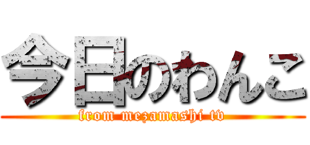 今日のわんこ (from mezamashi tv)