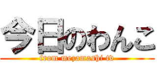 今日のわんこ (from mezamashi tv)