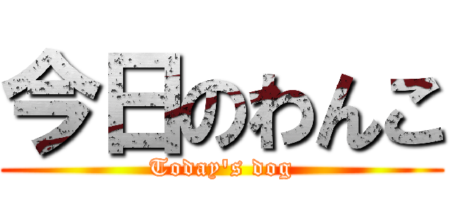 今日のわんこ (Today\'s dog)