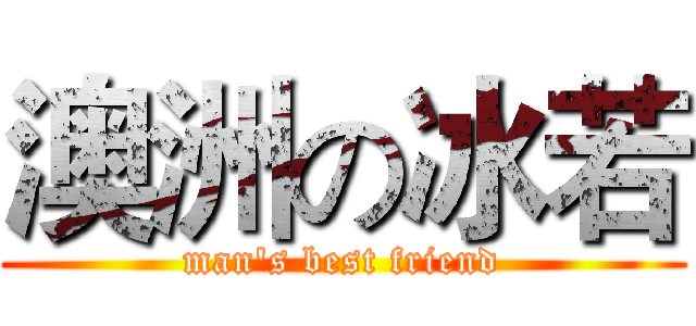 澳洲の冰若 (man's best friend)