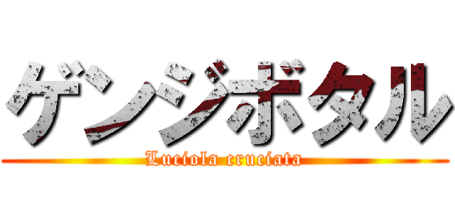 ゲンジボタル (Luciola cruciata)