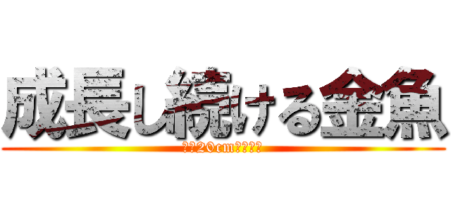 成長し続ける金魚 (全長20cm超え突入)