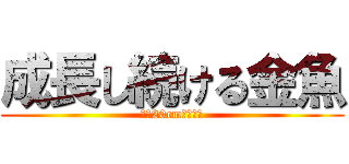 成長し続ける金魚 (全長20cm超え突入)