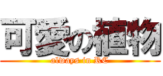 可愛の植物 (always in RC)