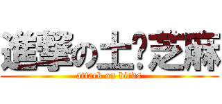 進撃の土貓芝麻 (attack on birds)
