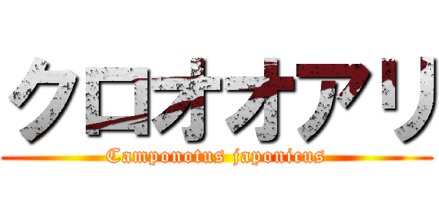 クロオオアリ (Camponotus japonicus)