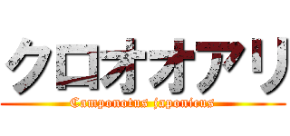 クロオオアリ (Camponotus japonicus)