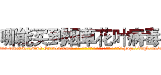 哪能买到烟草花叶病毒 (哪能买到烟草花叶病毒【电-186x2687x6963-Q278180069元-吉-药-业】我们做的是长期生意,靠的是老客户长期支持 http://sngk.net/czHXdc
)