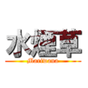 水煙草 (Mariwana)