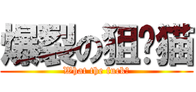 爆裂の狙擊猫 (What the fuck?)