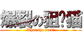 爆裂の狙擊猫 (What the fuck?)