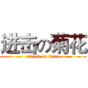 进击の菊花 (attack on titan)