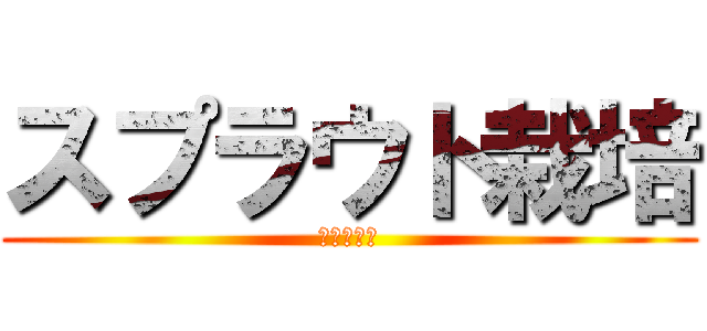 スプラウト栽培 (貝割れ大根)