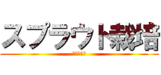 スプラウト栽培 (貝割れ大根)