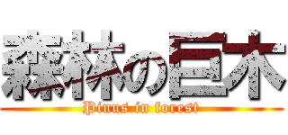 森林の巨木 (Pinus in forest)