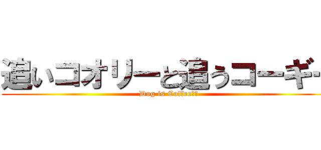 追いコオリーと追うコーギー (Dog is Coffee！？)