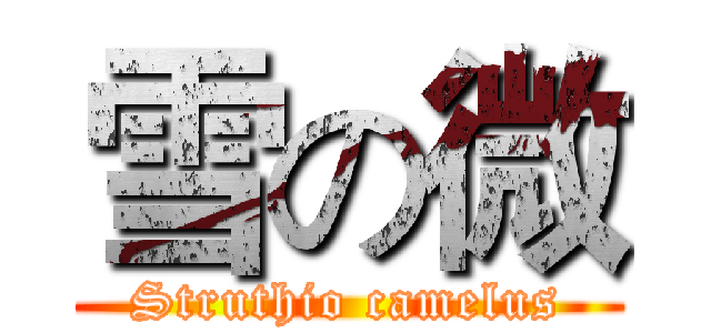 雪の微 (Struthio camelus)