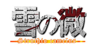 雪の微 (Struthio camelus)