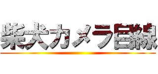 柴犬カメラ目線 ()