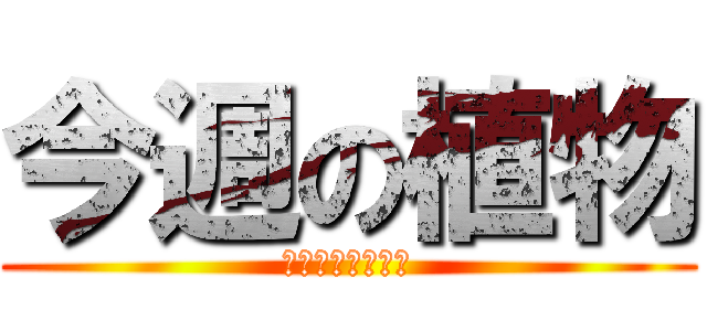 今週の植物 (ライズ１　佐伯校)