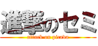 進撃のセミ (attack on picada)