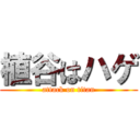 植谷はハゲ (attack on titan)