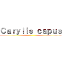 Ｃａｒｙｌｌｅ ｃａｐｕｓ (a)