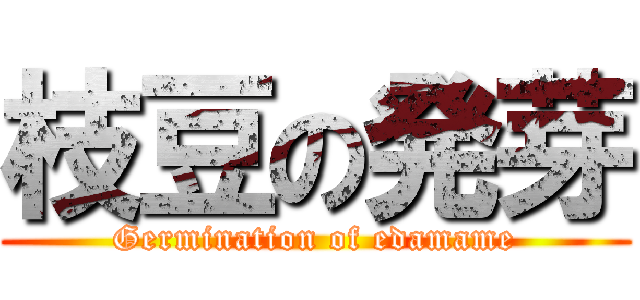 枝豆の発芽 (Germination of edamame)