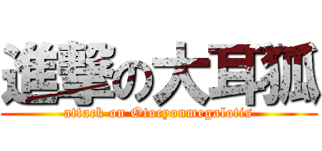 進撃の大耳狐 (attack on Otocyonmegalotis)