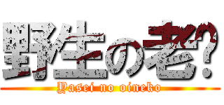 野生の老貓 (Yasei no oineko)