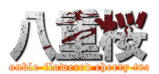 八重桜 (Double-flowered cherry tree)