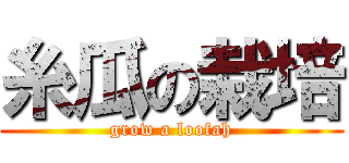 糸瓜の栽培 (grow a loofah)