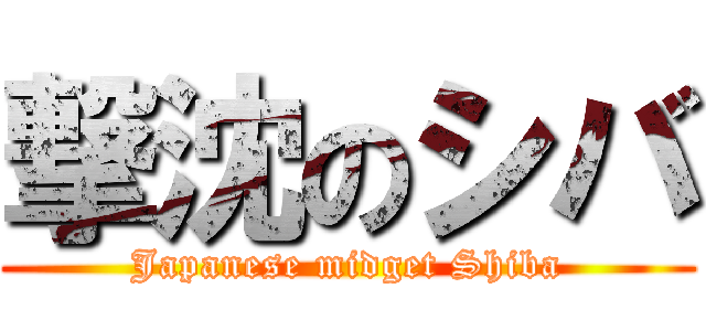 撃沈のシバ (Japanese midget Shiba)