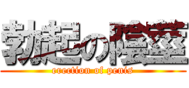 勃起の陰莖 (erection of penis)