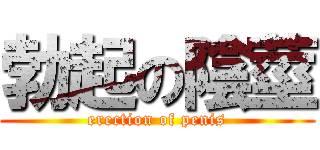 勃起の陰莖 (erection of penis)