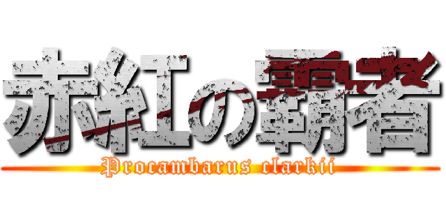 赤紅の霸者 (Procambarus clarkii)