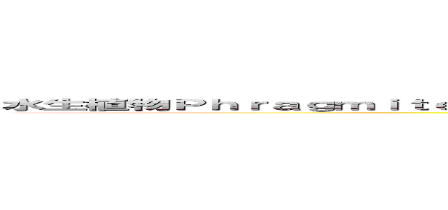 水生植物Ｐｈｒａｇｍｉｔｅｓ ｓｐ．を利用した水質浄化法ー各器官の窒素とリンを考慮した検証ー (aquatic geochemistry)