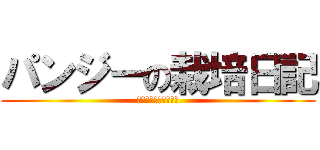パンジーの栽培日記 (クラスイノベーション)