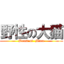 野性の大猫 (Beast of  Miou)