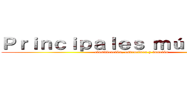 Ｐｒｉｎｃｉｐａｌｅｓ ｍúｓｃｕｌｏｓ (clasificación, estructura y función)