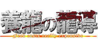 養龍の龍導 (Feed costs really expensive)